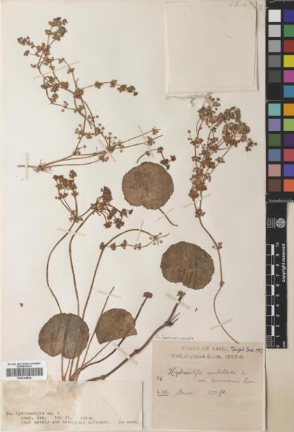 Hydrocotyle bonariensis [Espécimen: ]