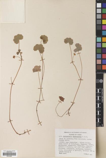 Hydrocotyle chamaemorus [Espécimen: ]