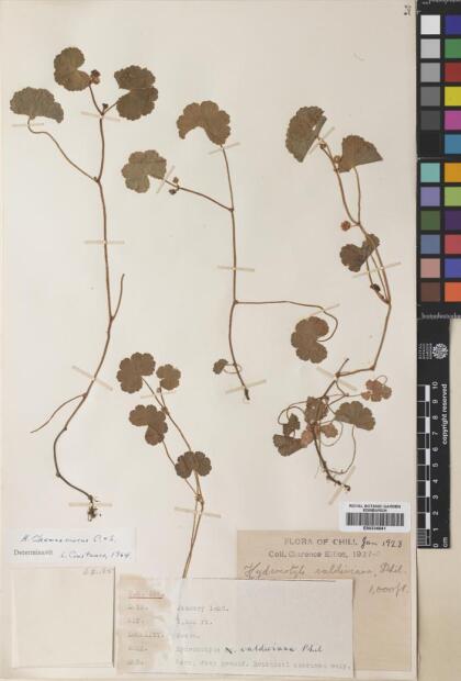Hydrocotyle chamaemorus [Espécimen: ]