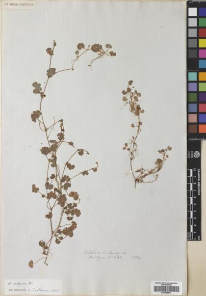 Hydrocotyle indecora [Espécimen: ]