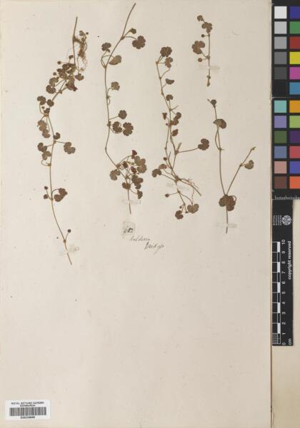 Hydrocotyle indecora [Espécimen: ]