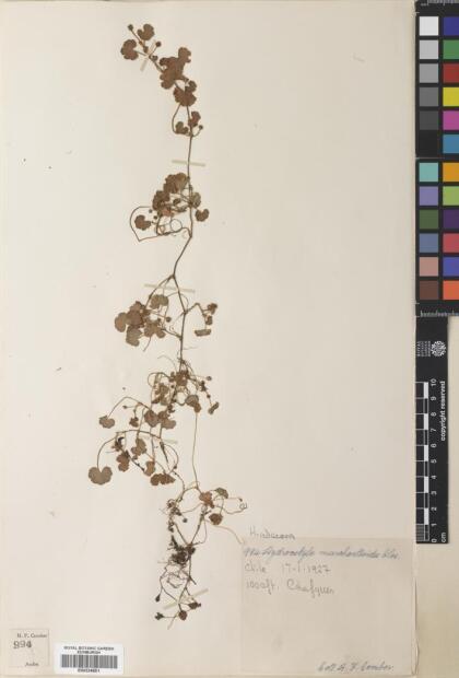 Hydrocotyle indecora [Espécimen: ]