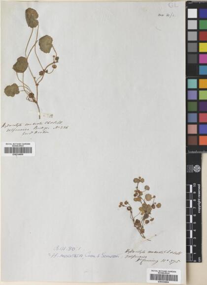 Hydrocotyle modesta [Espécimen: ]