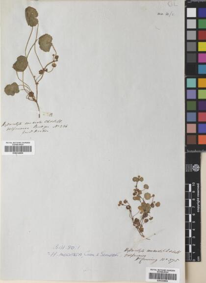 Hydrocotyle modesta [Espécimen: ]