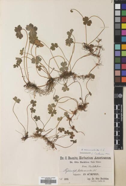 Hydrocotyle ranunculoides [Espécimen: ]