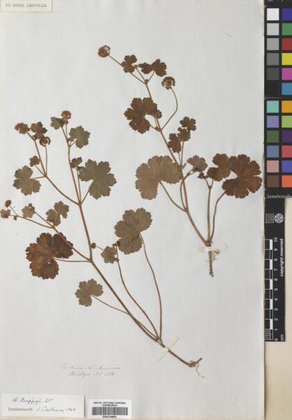 Hydrocotyle poeppigii [Espécimen: ]