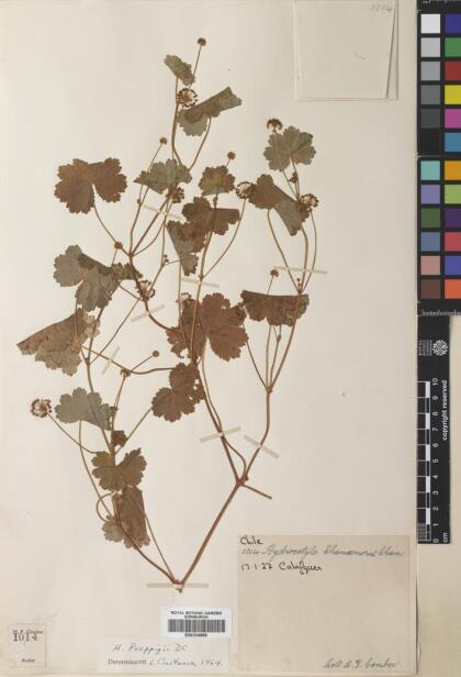 Hydrocotyle poeppigii [Espécimen: ]