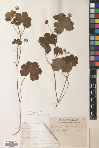 Hydrocotyle poeppigii [Espécimen: ]