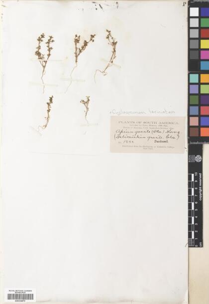 Cyclospermum laciniatum [Espécimen: ]