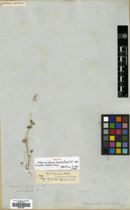 Cyclospermum laciniatum [Espécimen: ]