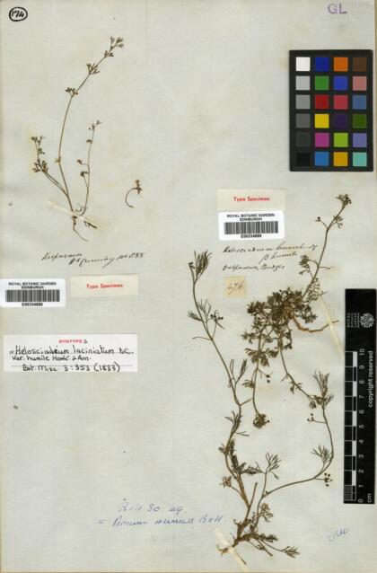 Cyclospermum laciniatum [Espécimen: ]