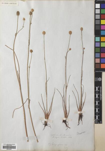 Eryngium pseudojunceum [Espécimen: ]