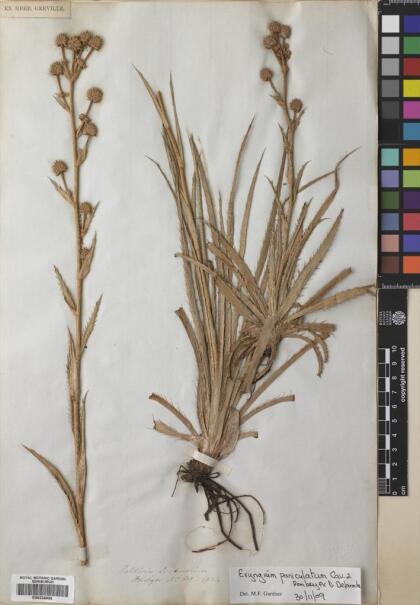 Eryngium paniculatum [Espécimen: ]