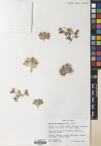 Eryngium depressum [Espécimen: ]