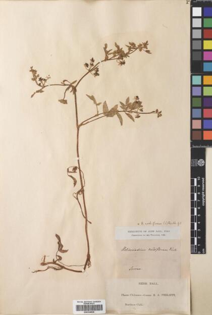 Apium nodiflorum [Espécimen: ]