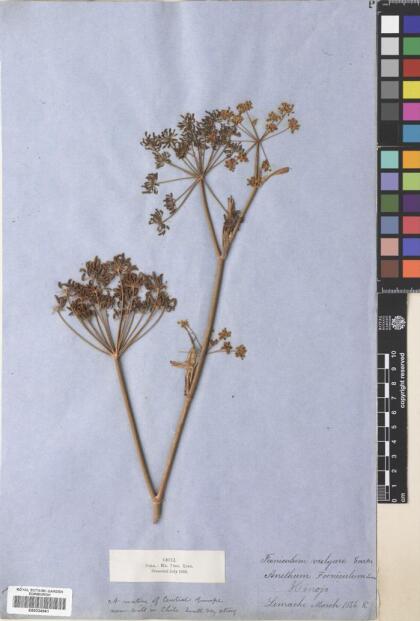 Foeniculum vulgare [Espécimen: ]