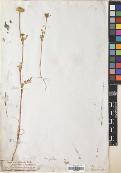 Daucus pusillus [Espécimen: ]