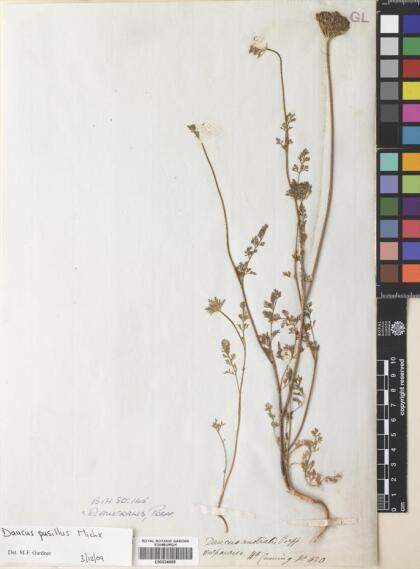 Daucus pusillus [Espécimen: ]