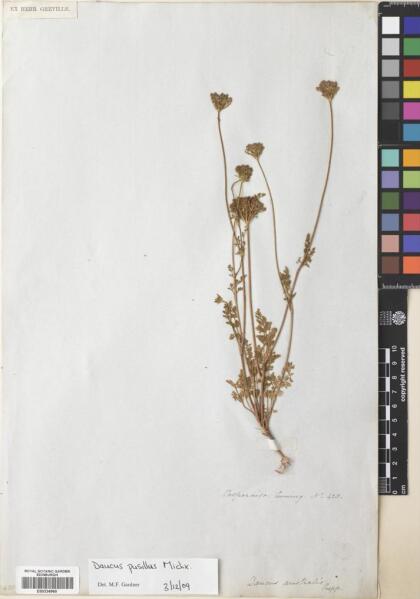 Daucus pusillus [Espécimen: ]