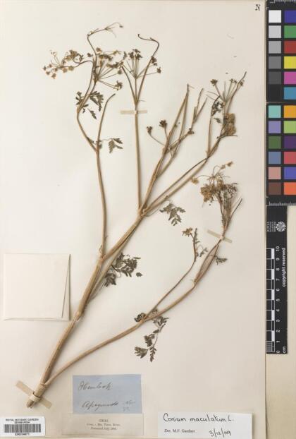 Conium maculatum [Espécimen: ]