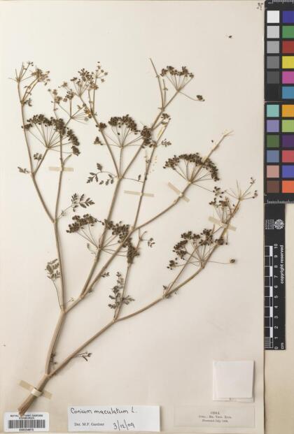 Conium maculatum [Espécimen: ]