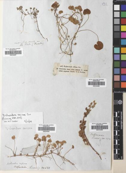 Dichondra sericea [Espécimen: ]