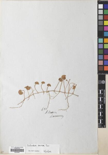 Dichondra sericea [Espécimen: ]