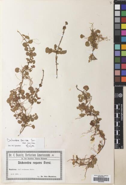 Dichondra sericea [Espécimen: ]