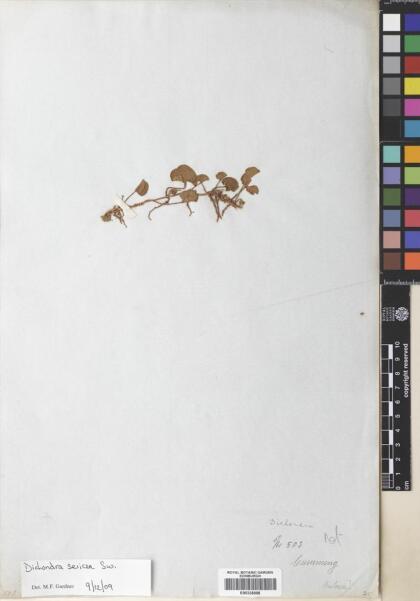 Dichondra sericea [Espécimen: ]