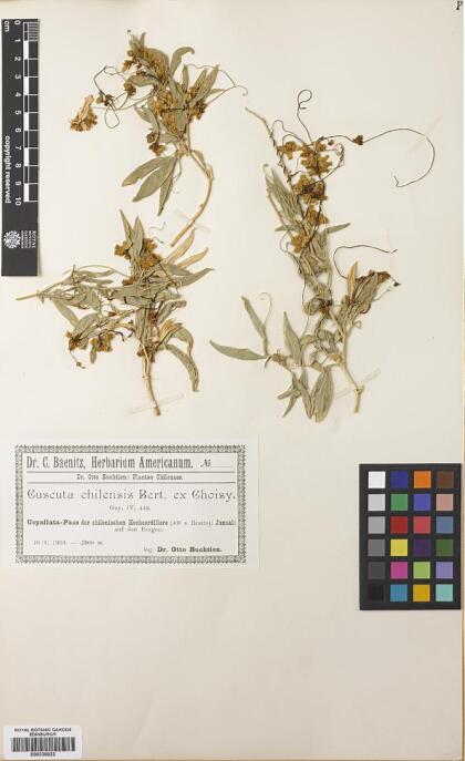 Cuscuta chilensis [Espécimen: ]