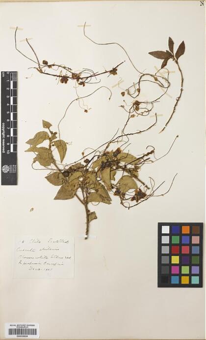 Cuscuta chilensis [Espécimen: ]