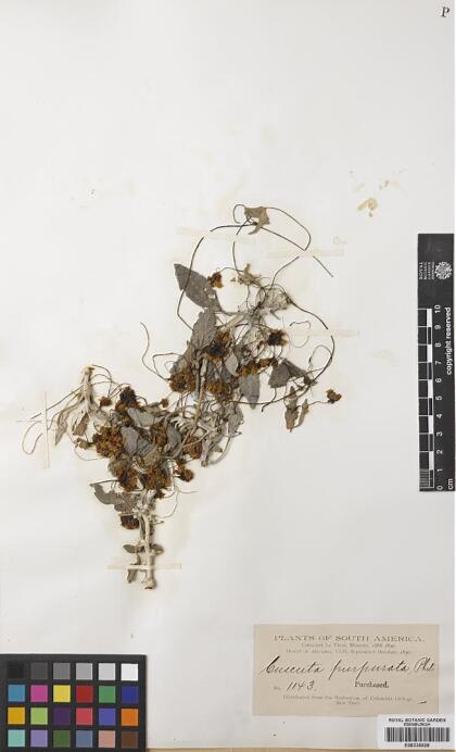 Cuscuta purpurata [Espécimen: ]