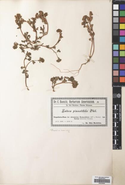 Phacelia cumingii [Espécimen: ]