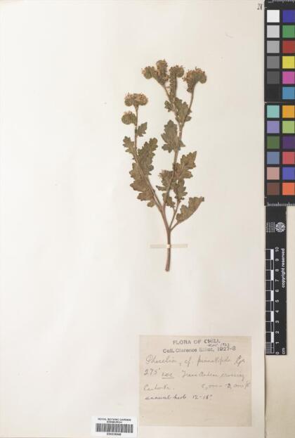 Phacelia pinnatifida [Espécimen: ]