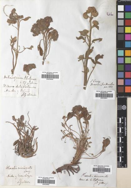 Phacelia secunda [Espécimen: ]