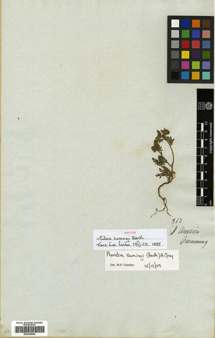 Phacelia cumingii [Espécimen: ]