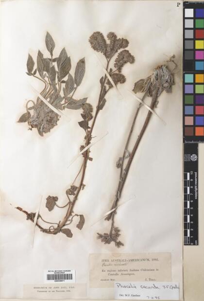 Phacelia secunda [Espécimen: ]