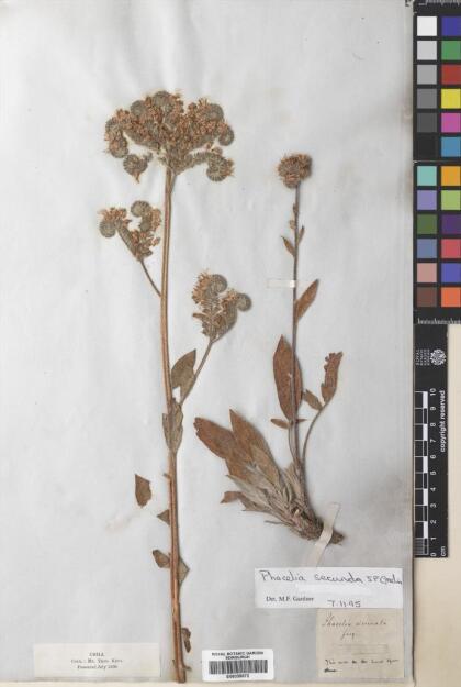 Phacelia secunda [Espécimen: ]
