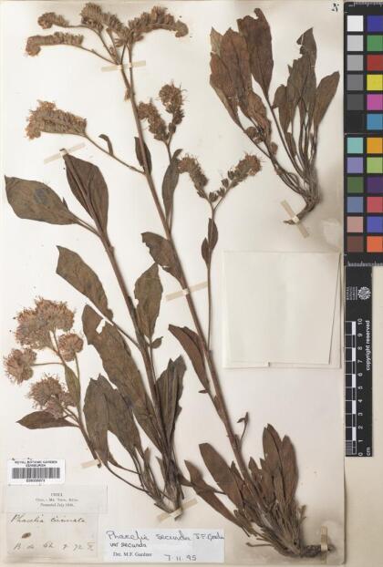 Phacelia secunda var. secunda [Espécimen: ]