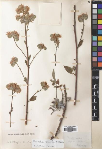 Phacelia secunda [Espécimen: ]