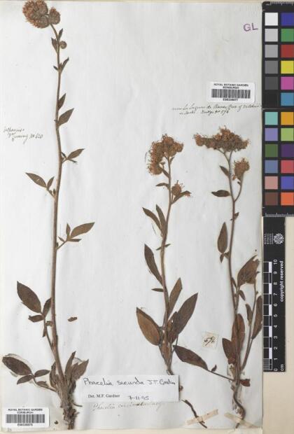 Phacelia secunda [Espécimen: ]