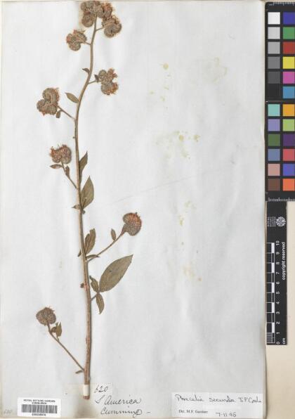 Phacelia secunda [Espécimen: ]