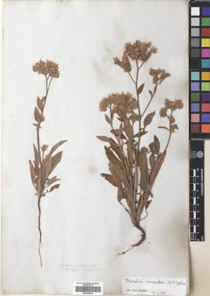 Phacelia secunda [Espécimen: ]
