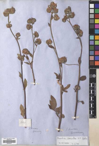 Phacelia secunda [Espécimen: ]