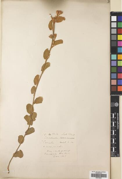 Convolvulus hermanniae [Espécimen: ]