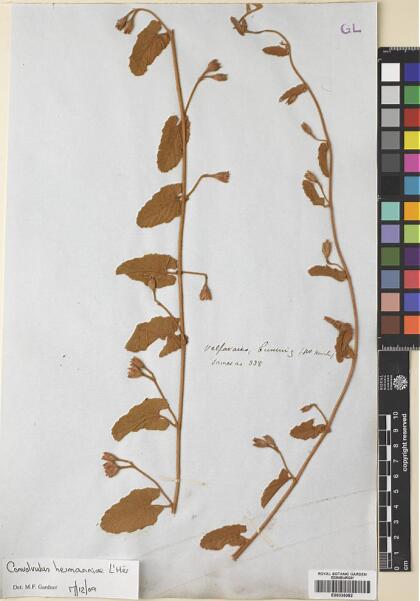 Convolvulus hermanniae [Espécimen: ]