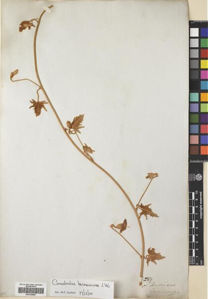 Convolvulus hermanniae [Espécimen: ]