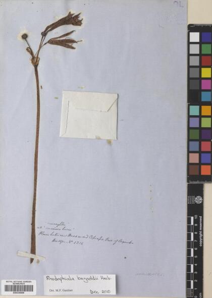 Zephyranthes bagnoldii [Espécimen: ]