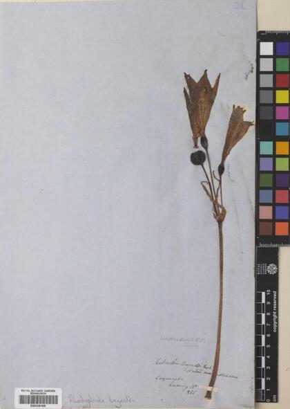 Zephyranthes bagnoldii [Espécimen: ]