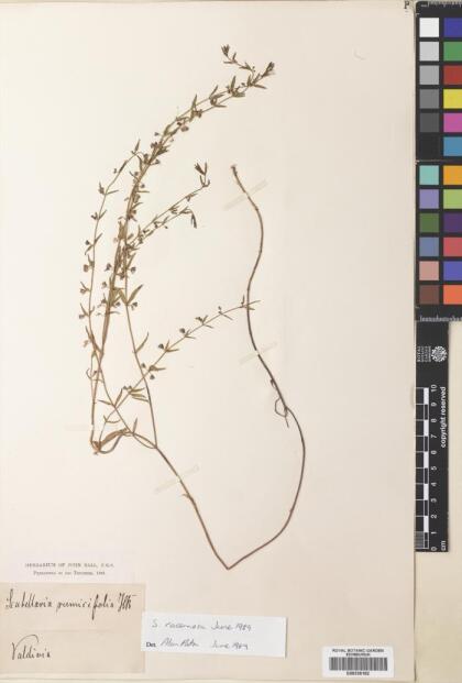 Scutellaria racemosa [Espécimen: ]